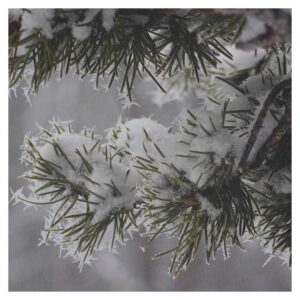Ice Crystals on Snow