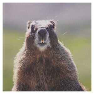 The Mayor of Handies Peak