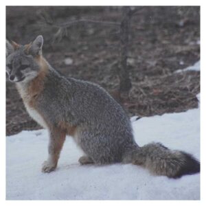Grey Fox on Alert