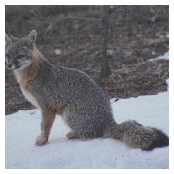 Grey Fox on Alert