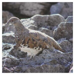 Ptarmigan on the Rocks