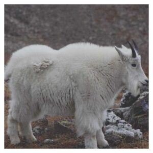 Quandary Peak Goat in a Quandary